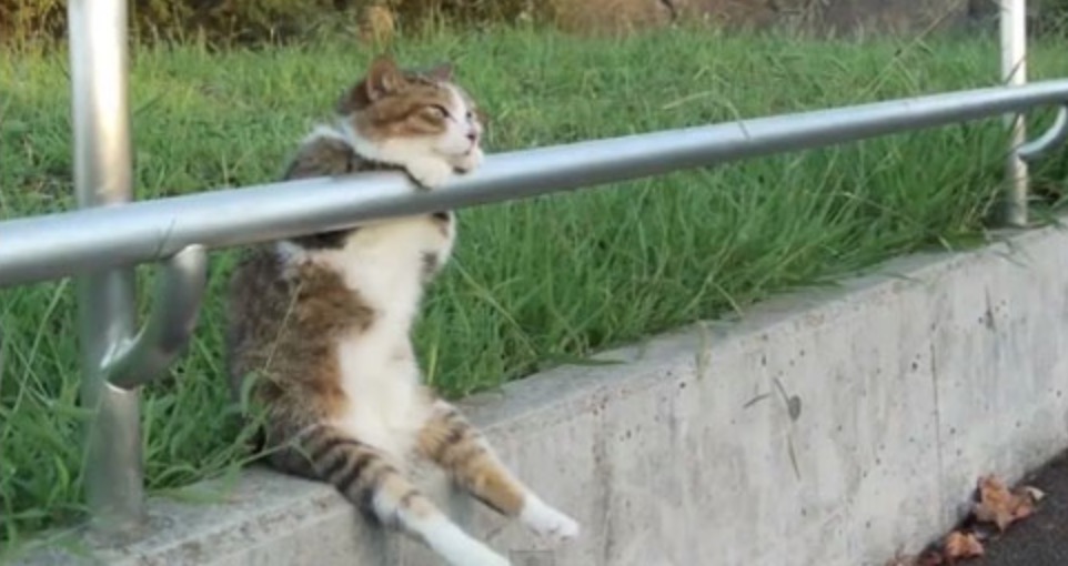 title:坐着的猫 alt: